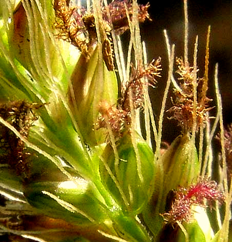 Marsh Bristlegrass, SETARIA PARVIFLORA, flowers with bristles