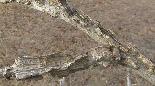 Sweetgum twig with corky wings