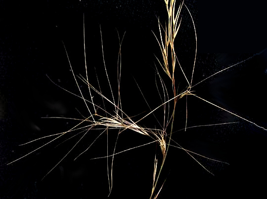 Prairie Three-awn Grass, ARISTIDA OLIGANTHA, grains with long, speading awns