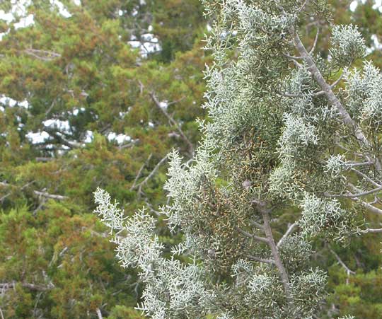 Arizona Blue Cypress, CUPRESSUS ARIZONICA 'Blue Pyramid', pale branches compared to green branches of Ashe Juniper