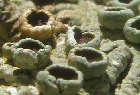apothecia on Eastern Speckled Shield Lichen, PUNCTELIA BOLLIANA