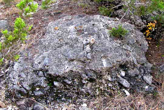 Firedot Lichen, CALOPLACA GALACTOPHYLLA, habitat on limestone boulder