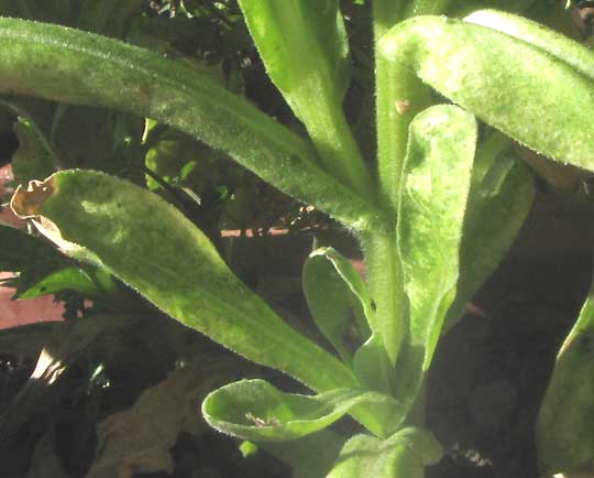 CALENDULA OFFICINALIS, attenuate leaf petioles