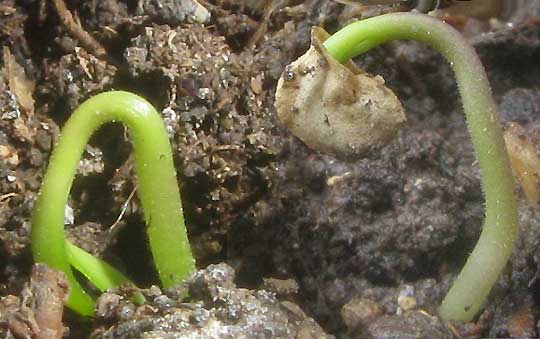 emerging jalapeño pepper seedlings, one with seed coat stuck over cotyledons