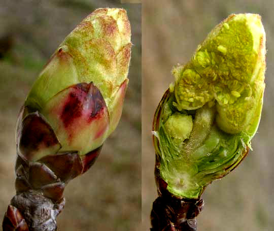 Opened Sweetgum terminal bud showing future flowers, stem and leaves