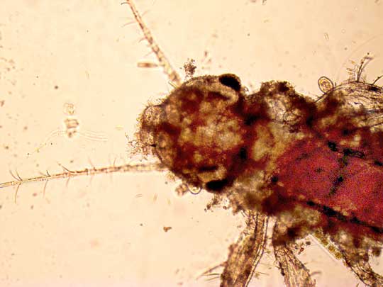 head of microscopic mayfly naiad