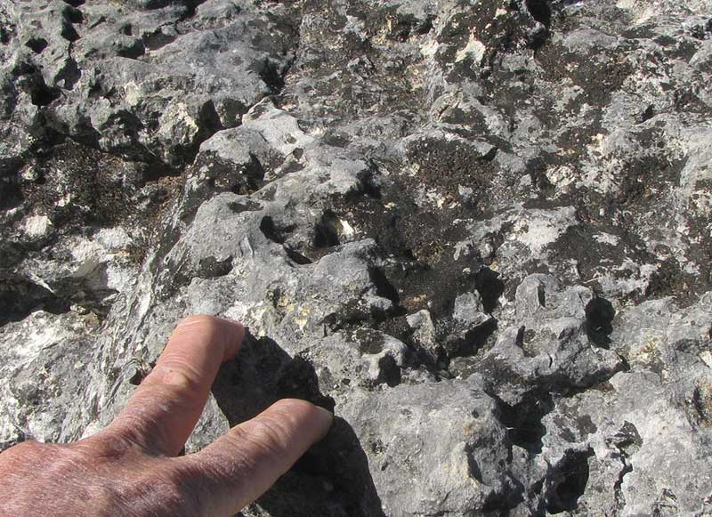 Black Pit Lichen, VERRUCARIA NIGRESCENS