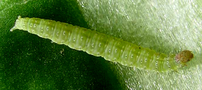 Diamondback Moth caterpillar, Plutella xylostella