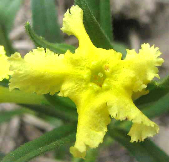 Narrowleaf Gromwell, LITHOSPERMUM INCISUM, flower close-up from front
