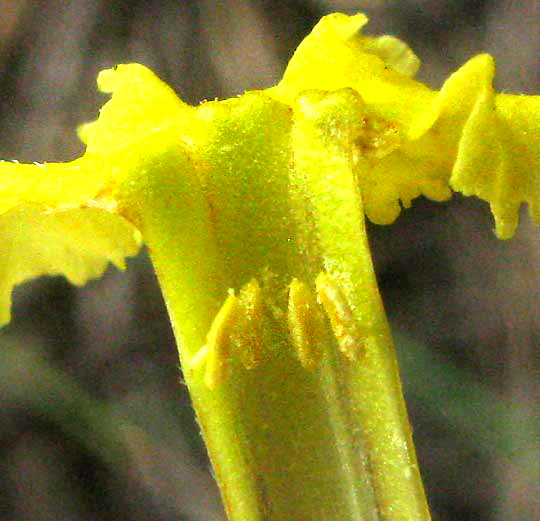 Narrowleaf Gromwell, LITHOSPERMUM INCISUM, longitudinal section of flower showing stamens on corolla tube