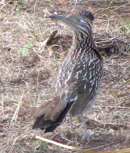 Greater Roadrunner, GEOCOCCYX CALIFORIANUS, view from back, showing zygodactyl foot