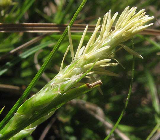 CAREX cf PLANOSTACHYS, male spike with anthers