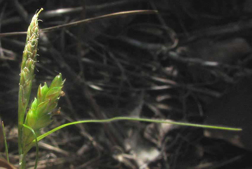 CAREX CF PLANOSTACHYS, flowering spikes