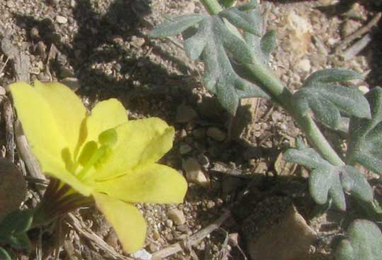 Low Menodora, MENODORA HETEROPHYLLA, flower & leaf