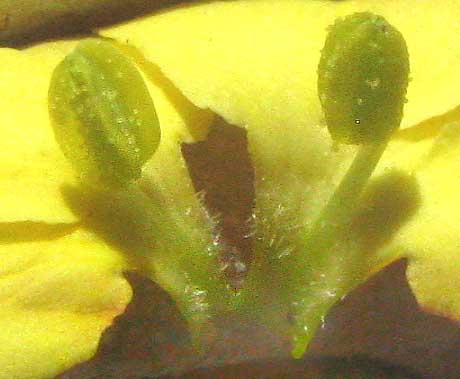 Low Menodora, MENODORA HETEROPHYLLA, showing two stamens attached to open corolla