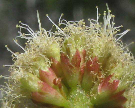 Catclaw, ACACIA ROEMERIANA, cross section of flowering head