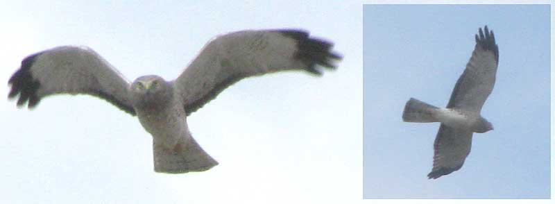 Northern Harrier, CIRCUS CYANEUS