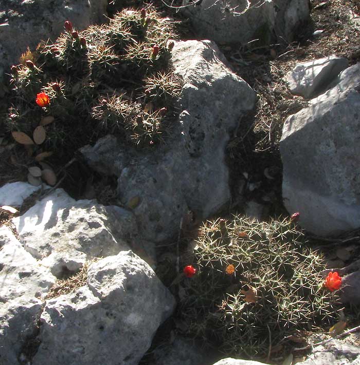 Claret-cup Cactus, ECHINOCEREUS COCCINEUS, flowering in the wild