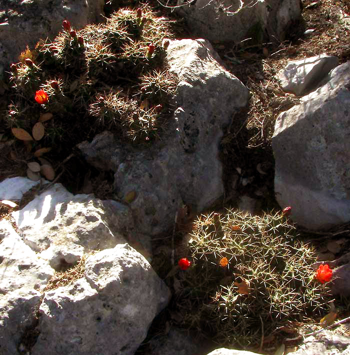 Claret-cup Cactus, ECHINOCEREUS COCCINEUS, flowering in the wild