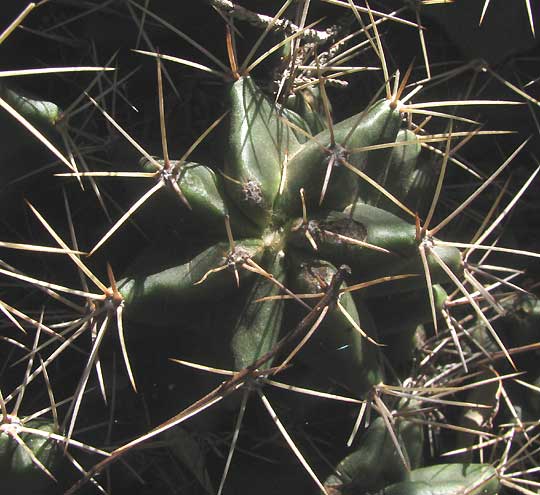 Claret-cup Cactus, ECHINOCEREUS COCCINEUS, spine clusters
