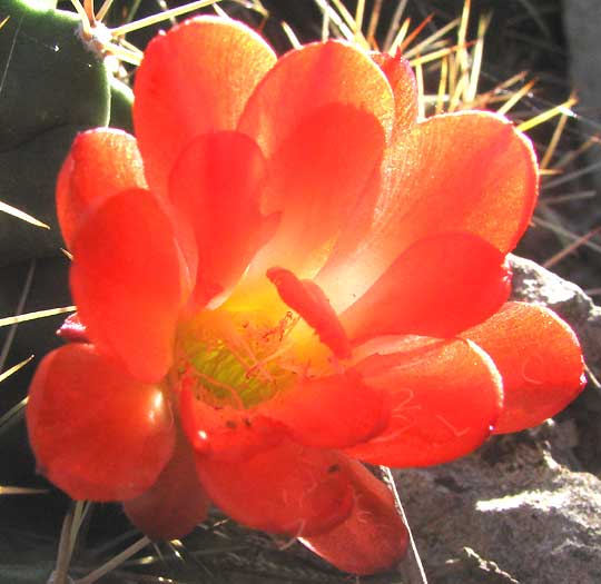 Claret-cup Cactus, ECHINOCEREUS COCCINEUS, close-up of flower