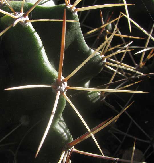 Claret-cup Cactus, ECHINOCEREUS COCCINEUS, close-up of spine cluster