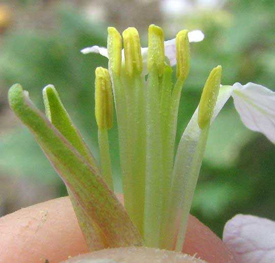 longitudinal section of flower of Japanese Radish showing four long stamens and two short ones