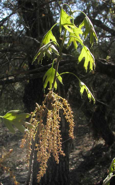 Texas Red Oak, QUERCUS BUCKLEYI, emerging leaves and male catkins in spring