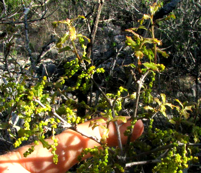 Sandpaper Oak or Pungent Oak, QUERCUS PUNGENS