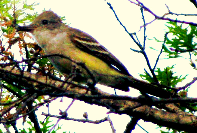 Brown-crested Flycatcher, MYIARCHUS TYRANNULUS