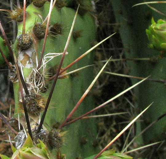 OPUNTIA ATRISPINA, spines