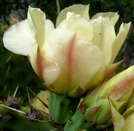 OPUNTIA ATRISPINA, flower side view