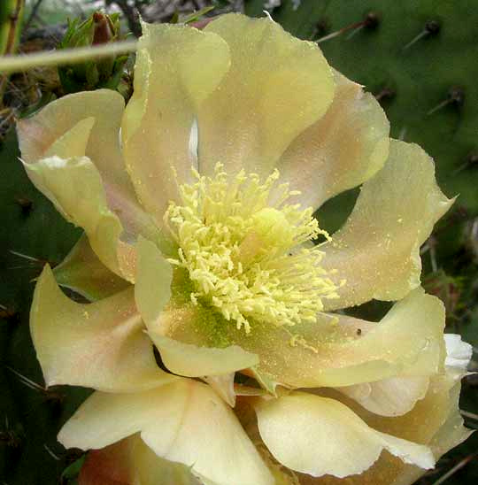 OPUNTIA ATRISPINA, flower from front