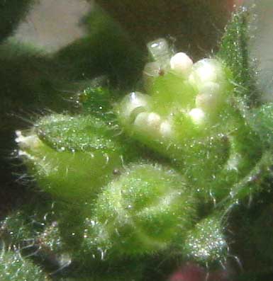 Pennsylvania Pellitory, PARIETARIA PENSYLVANICA, bisexual flower