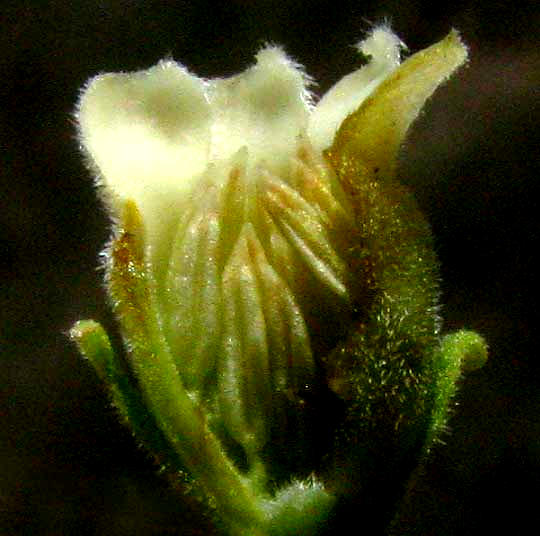 Texas Persimmon, DIOSPYROS TEXANA, longitudinal section of male flower close-up