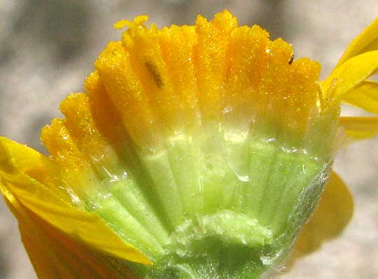Four-nerve Daisy, TETRANEURIS SCAPOSA, longitudinal section of flower head