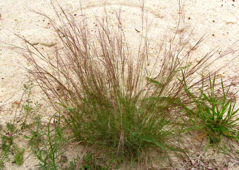 Purple Three-awn Grass, ARISTIDA PURPUREA, clump
