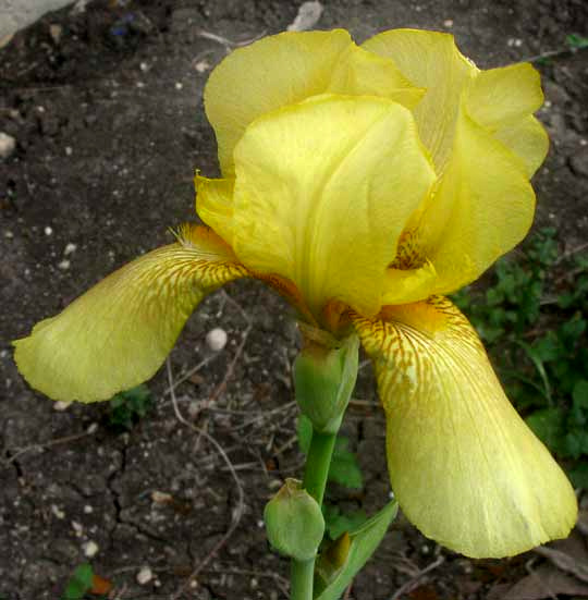 German Iris, IRIS GERMANICA 'Lemonyellow')