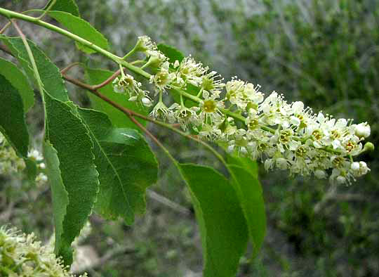 Escarpment Cherry, PRUNUS SEROTINA var. EXIMA, flowering
