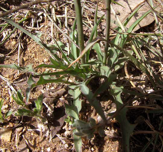 Rocklettuce, PINAROPAPPUS ROSEUS, basal leaves