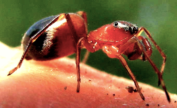 SARINDA HENTZI, ant-mimicking spider