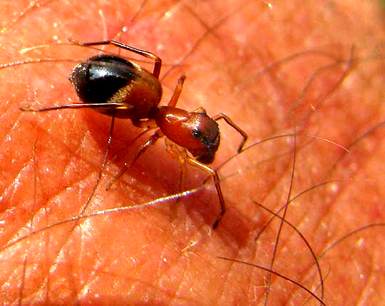 PECKHAMIA AMERICANA, ant-mimicking spider