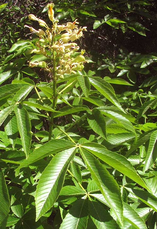 Ohio Buckeye, AESCULUS GLABRA, flowers and leaves