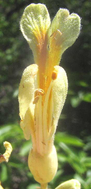 Ohio Buckeye, AESCULUS GLABRA, flower, view from below