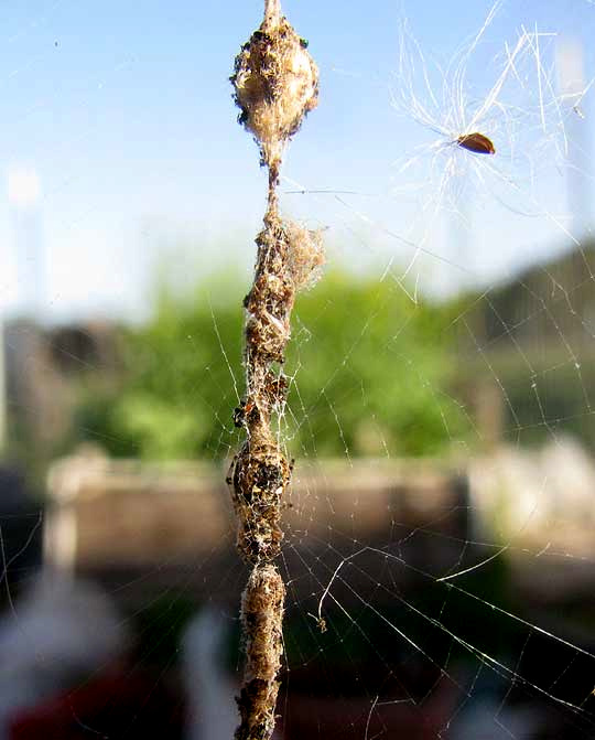 Trashline Spider, CYCLOSA TURBINATA, stabilimentum with egg sacs