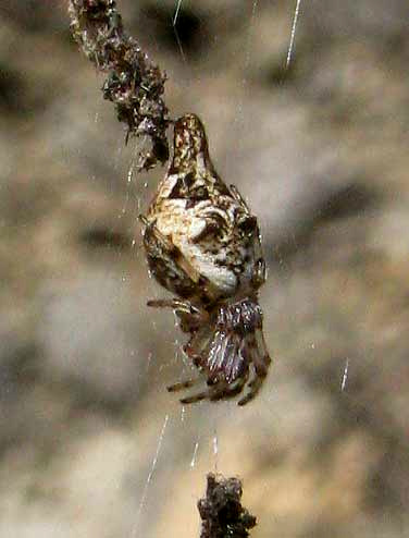 Trashline Spider, CYCLOSA TURBINATA, top view