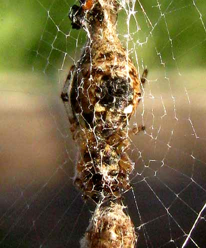 Trashline Spider, CYCLOSA TURBINATA, lower abdomen