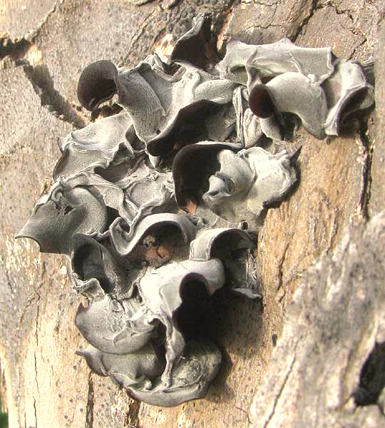 Jelly-ear Fungus, AURICULARIA AURICULA-JUDAE, dried out