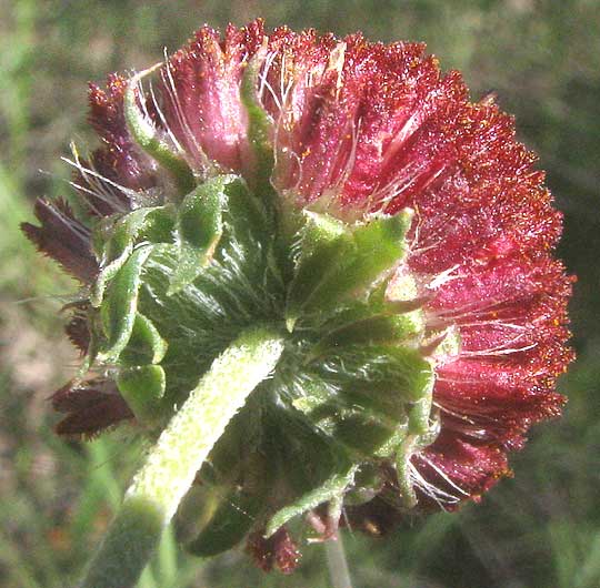 Pincushion Daisy, GAILLARDIA SUAVIS, flowering head