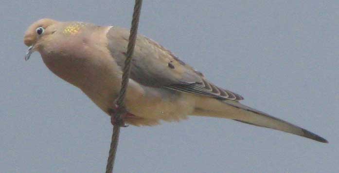 Mourning Dove, ZENAIDA MACROURA, calling with inflated throat and showing iridescence in neck